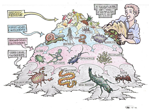 food_chain_decomposers Biology Diagrams